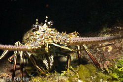 This lobster seemed to be as interested in me as I was in... by Don Bricker 